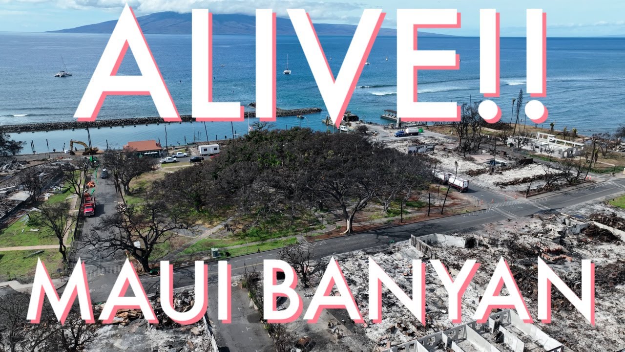 Lahaina Banyan Tree Miraculously Survives Attack