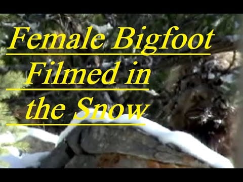 Incredible Bigfoot in the snow footage. Real Sasquatch video