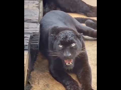 Black Puppies video || Dogs Fight || animal Husbandry || knowledge Video || @Meetloguda #Subscribe