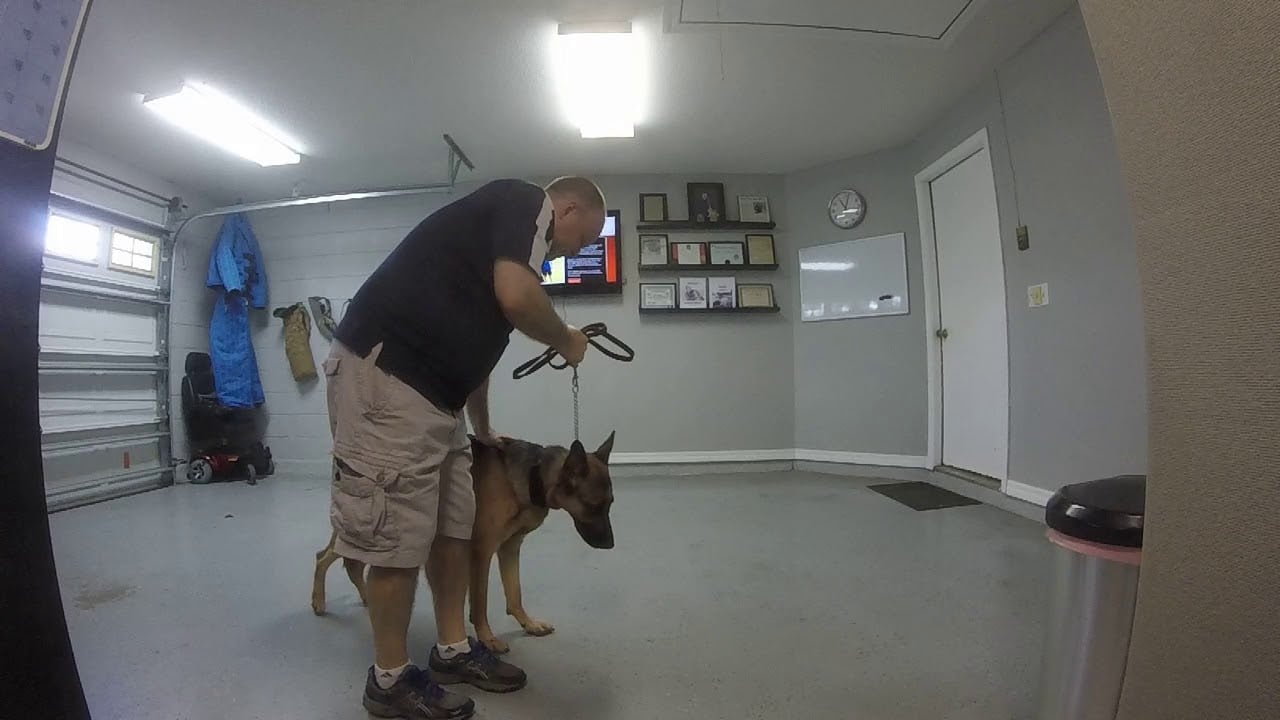 Service Dog Training - Phase 4 - Tiny - Power Lifting off the Floor