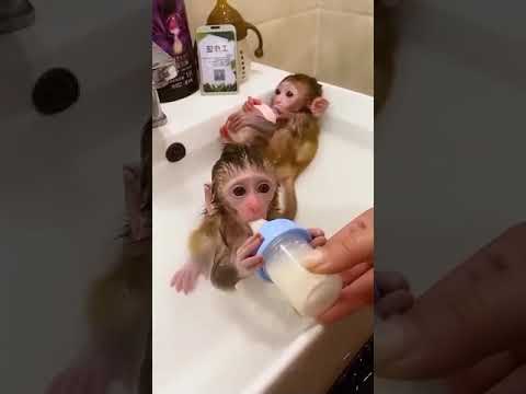 Cute baby #monkey #pets #petlover #nice #trading #animals #maa