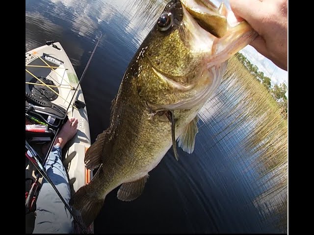 Big Hawg caught on my new Kast King Zephyr Reel, Flex Seal Update and More.