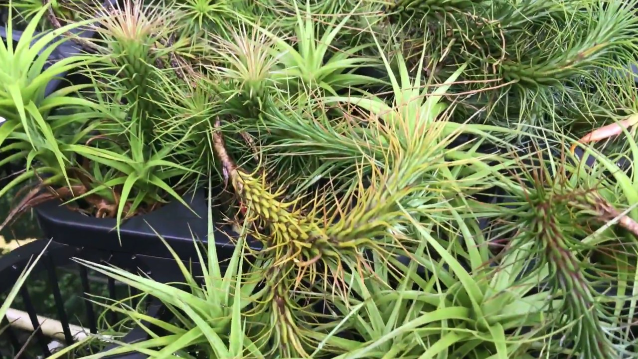 Air Plants in Hawaii Greenhouse