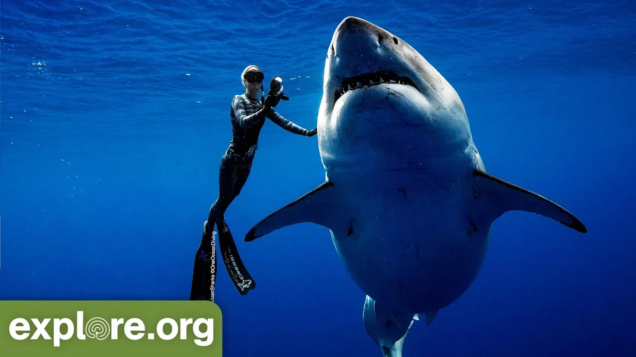 Ocean Ramsey Encounters GIANT 20ft Great White Shark
