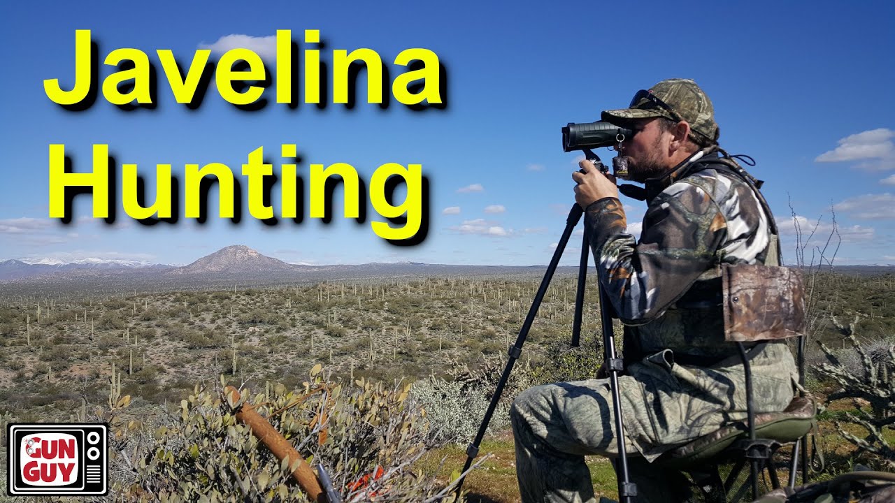 Javelina Hunting in Florence Arizona