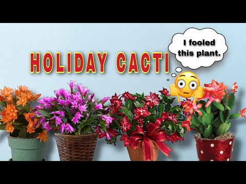 Holiday Cacti | How to get the flower bloom | PlanThriveDivas