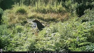Four Minutes of Black Bears in the Wallow