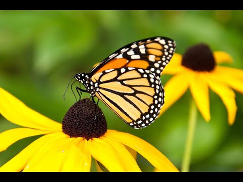 2 Butterflies on the Nature Trail Summer 2019 August (Earth Friends Playlist)