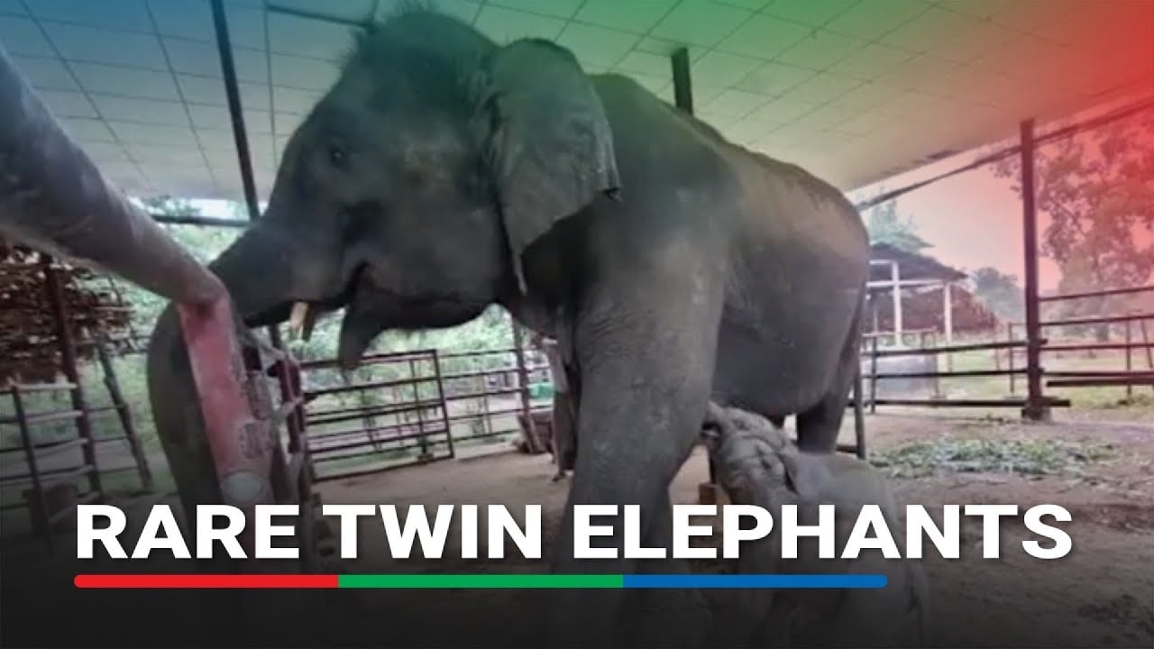 Twin elephants born in Myanmar in rare event | ABS-CBN News