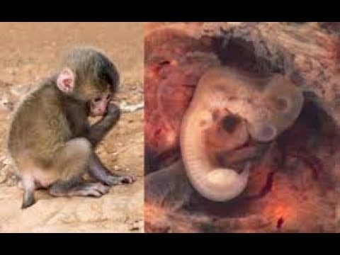 NWO: cloned and mixed human-animal embryos being produced