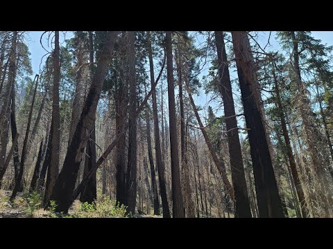 Trekking Through The Burnt Forest 4K