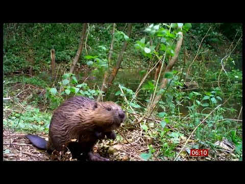 Beavers build first dam in 400 years in Exmoor (UK) - BBC News - 30th November 2020