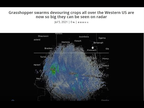Grasshoper Swarms Plague Devour West - Judgment