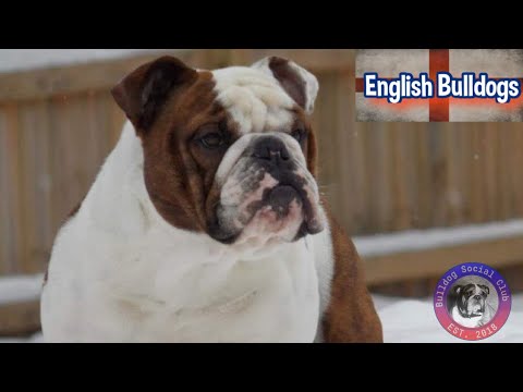 Episode 97: English Bulldogs - Tricia Carnevali-Ross from Fox Chapel Bulldogs (Part 1)