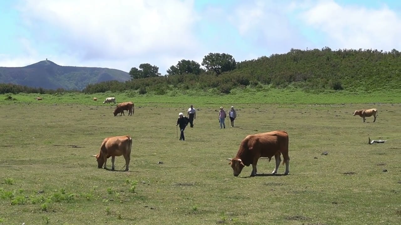 COW HIKER FIGHT