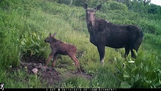 Momma and Calf Moose Getting a Drink