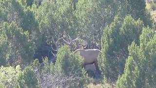 SanJuan, Utah  Bull Elk