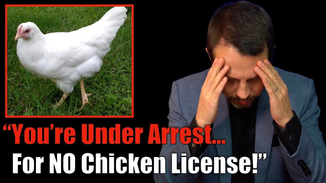 You Now Need A Government License To Own A Chicken… (NO JOKE!) 6 Months Prison Sentence!!!