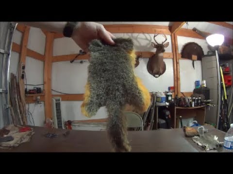 Easy Squirrel Hide Tanning With Eggs Part 1