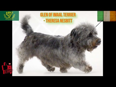 Glen of Imaal Terrier - Theresa Nesbitt | HOD #13