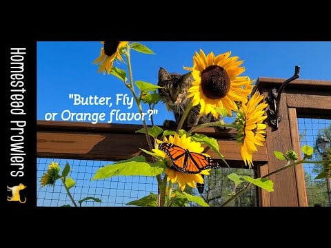 Sunflowers, Homestead Cat and Monarch Butterfly... OH MY!