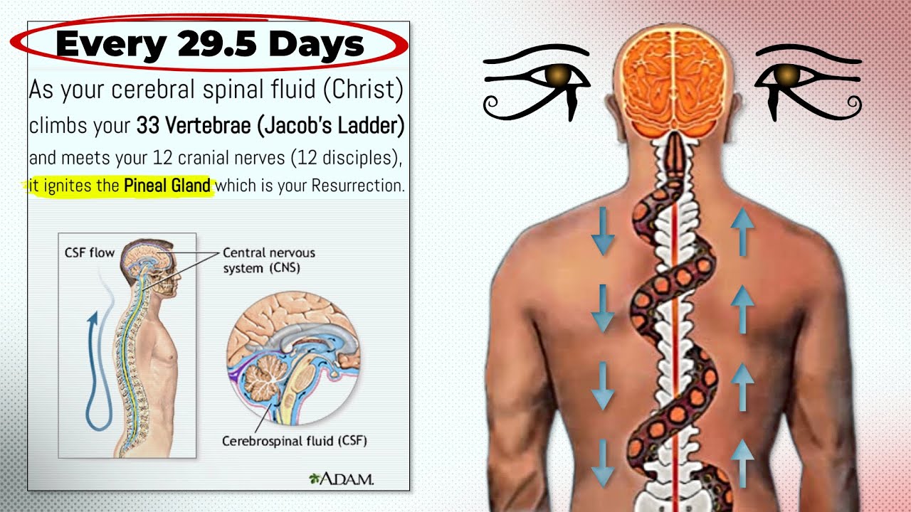 "Every 29.5 Days, This Happens With Your Pineal Gland"