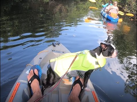 Florida Outdoors Bailey & The Kayak . Plus some fishing.