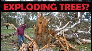 Exploding Target Tree Removal (Tannerite)