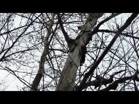 Radiation Killing Forests Northern Ontario Hwy 17 - Across Canada Reports