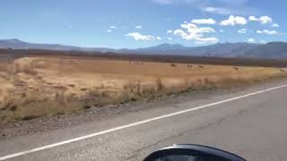 Pronghorn crossing in Utah