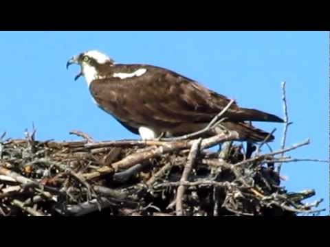 Osprey Calling (1)