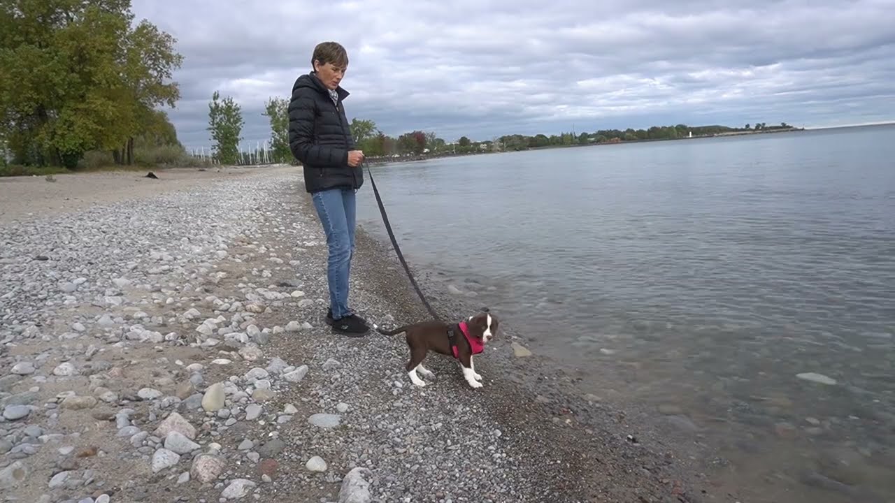CANADA'S MOST ADORABLE PUPPY GOES TO THE BEACH