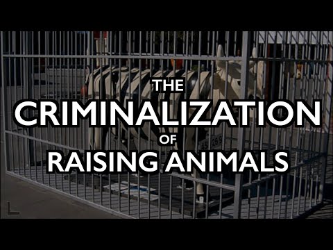Criminalization of Raising Animals: Dutch Sell "Pig Rights"