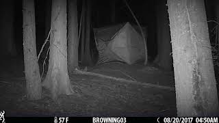 Mountain Lion / Cougar Screams