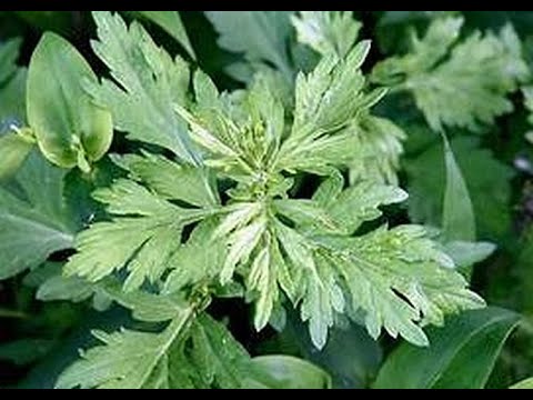 MUGWORT - The most important herb in the world.