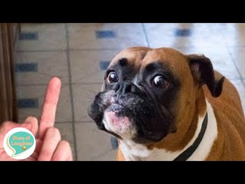 Animals make you laugh - The best of the week | Dose of Laughter