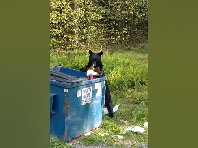 Black Bear in my Dumpster