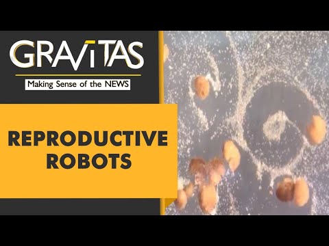 Gravitas: These robots can produce babies | 'Xenobots' capable of 'self-replicating'