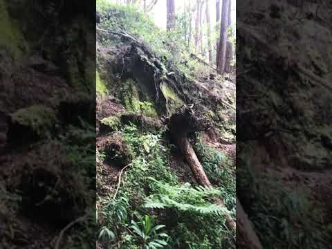 Dirt Stairs on Hawaiian Hiking Trail
