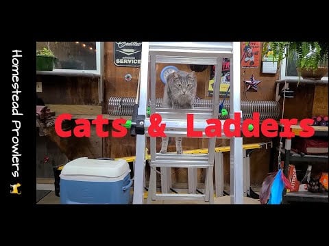 Homestead Cats Cirque du Soleil