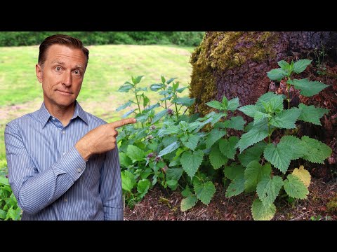 #1 Best Backyard Weed for Arthritis (RHEUMATOID, OSTEO & GOUT)