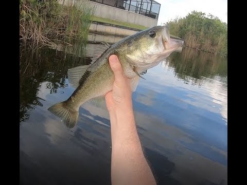 Random Catches of the past few weeks.