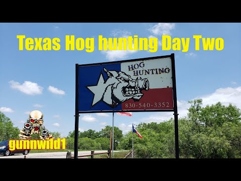 Texas Hog hunt Day Two