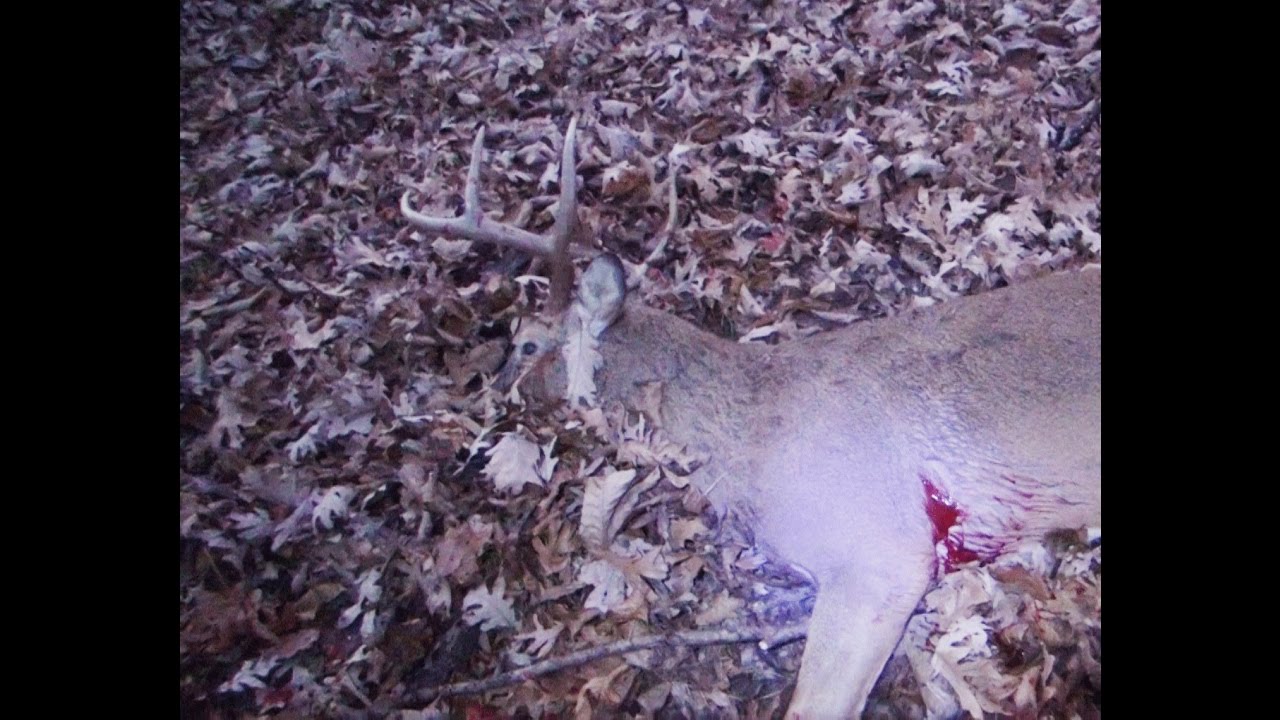 Iowa Deer Hunting Season Public Land Buck Harvest
