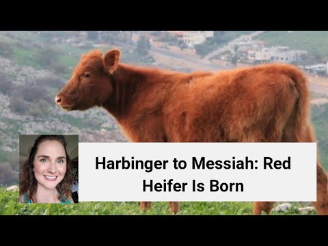 Prophetic connection? Elul 17 in history and birth of Red Heifer in 2018 - sign of major change