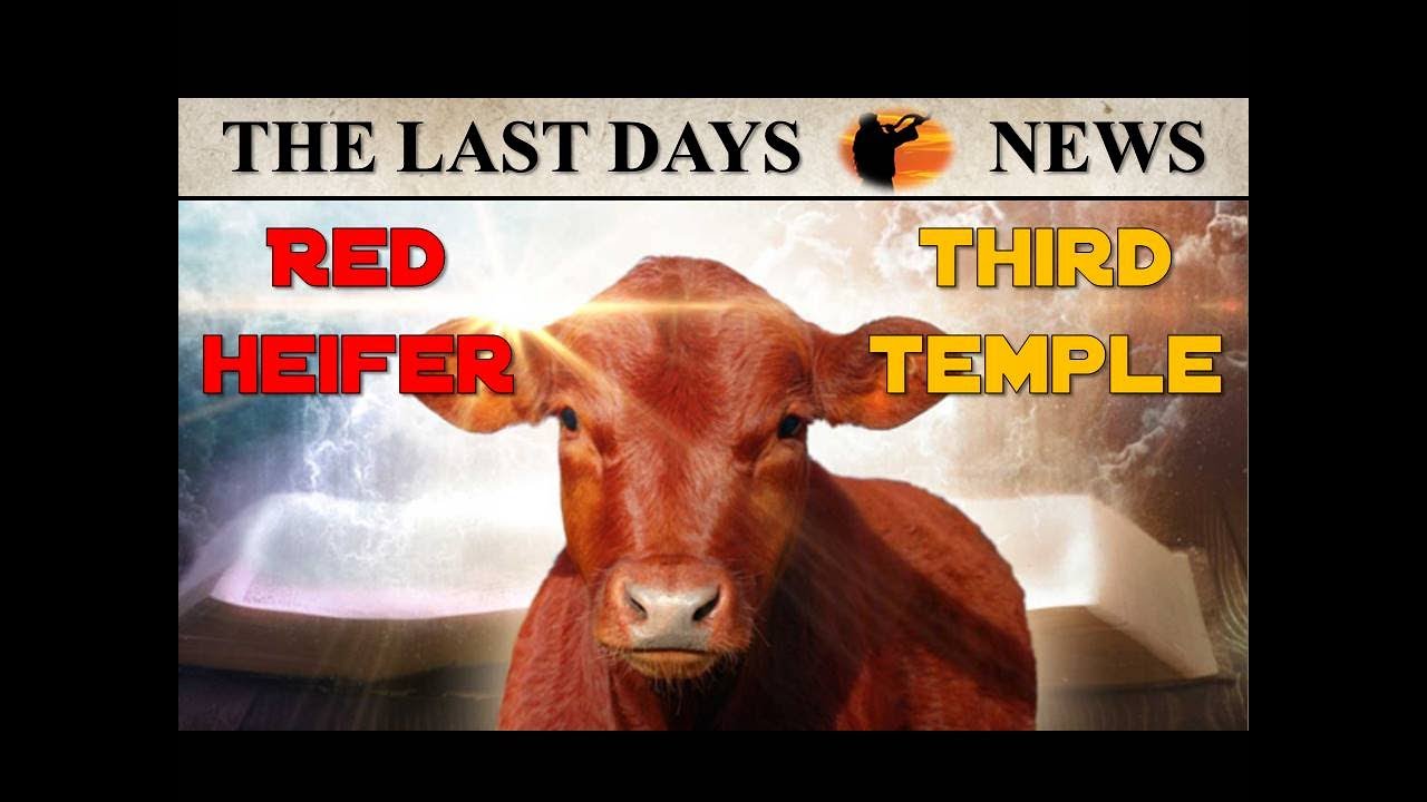 HUGE NEWS: Prophetic Excitement as Unblemished Red Heifers Soon Come of Age for Temple Sacrifice!