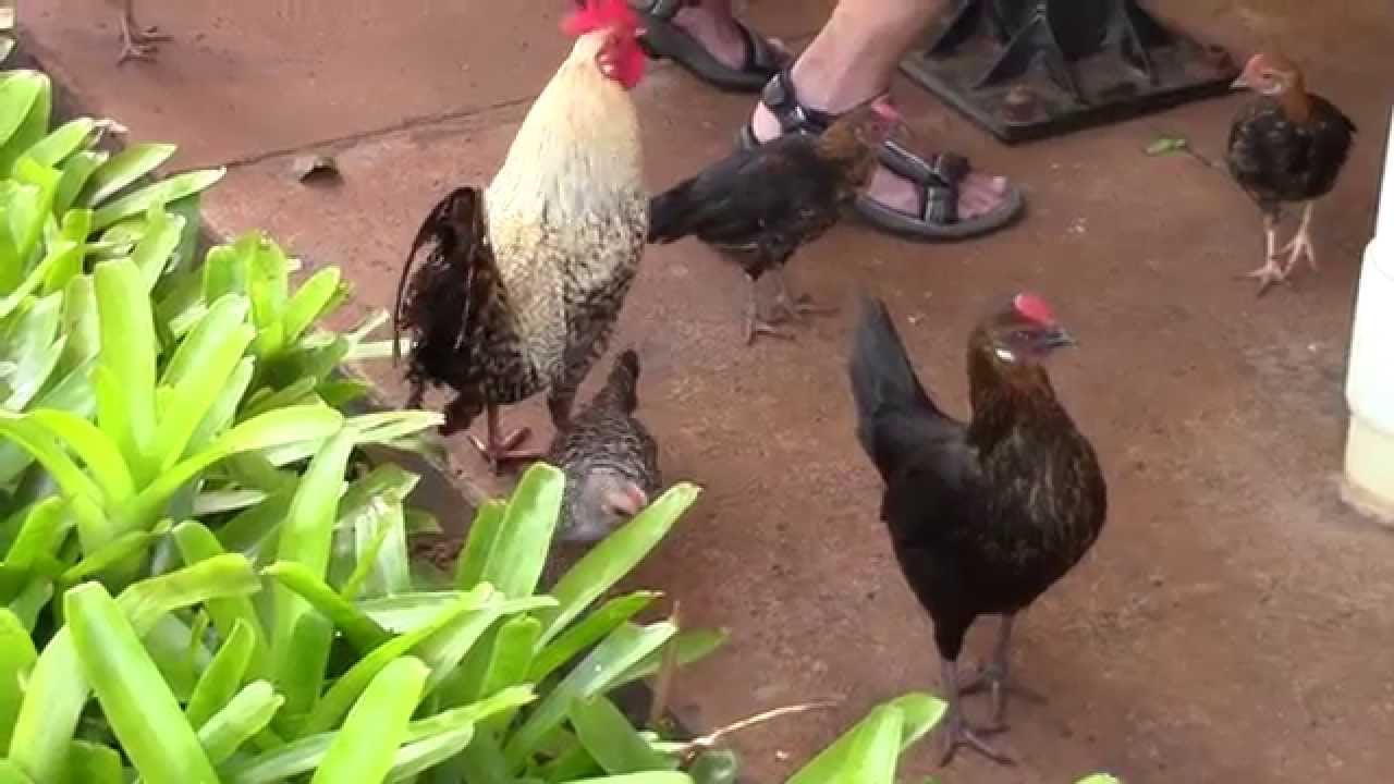 Rooster and Chicks Everywhere at Dole Plantation Honolulu, HI