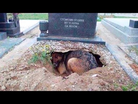 They Thought This Dog Was Grieving For Her Owner Until They Noticed What Was Underneath