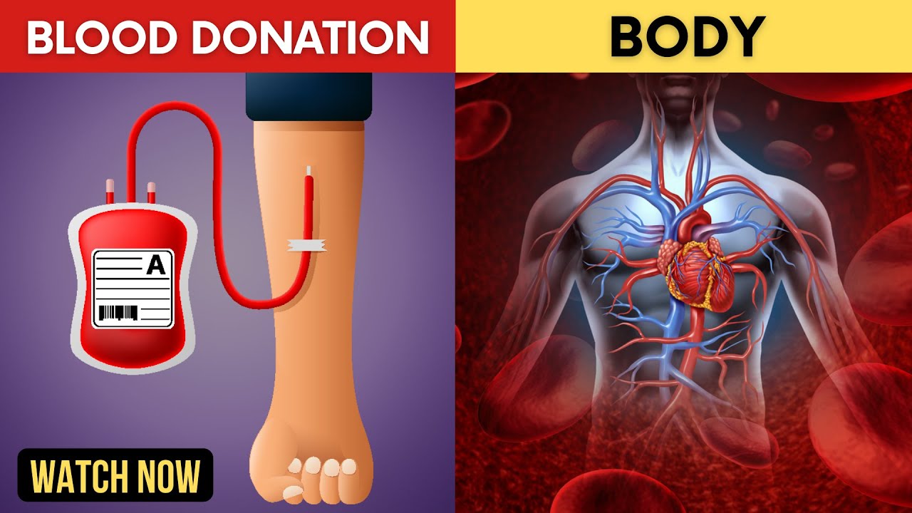 What Happens to Your Body After You Donate Blood