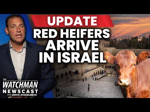 Israel Welcomes Five RED HEIFERS: Bible Prophecy Event Signaling Third Temple? | Watchman Newscast